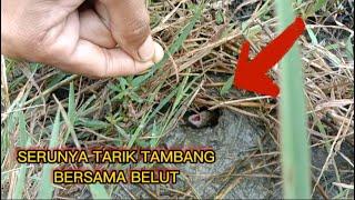 Mancing Belut Babon Belakang Rumah