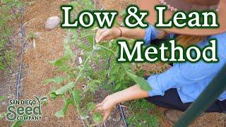 Trellis like a PRO with the low & lean method | How we use this commercial system in our home garden