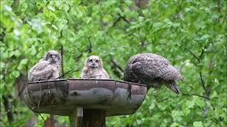 Great Horned owl nest platform