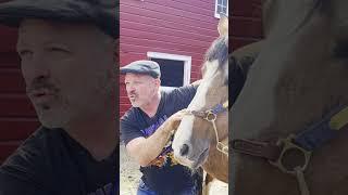 CRAZY LOUD HORSE CRACKS  Animal Chiropractor