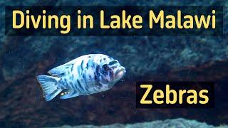 Diving in Lake Malawi Zebras