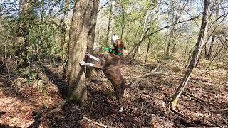 Squirrel hunting with mountain curs. 40 squirrel day.