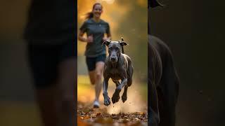 Entdecke die beeindruckenden Weimaraner!