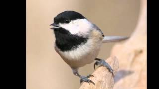 Sounds of a Black-Capped Chickadee