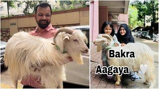 Bakra Agaya finally ️Chota packet bada dhamaka #meenazfam #bakra #eid#viral #trending #fyp #goat