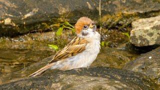 How Baby Sparrows Spend Their Summer