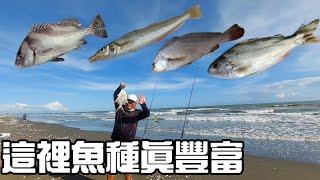 [胖咪]第一門就給我爆走紅沙 也太幸運了／surf fishing casting！