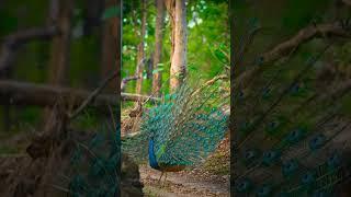 Peacock  #peacock #birds #viralshort ##trendingshorts #youtubeshorts #shortfeed #peacocklovers