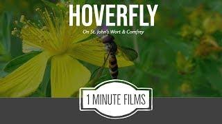 Hoverfly On St. John's Wort ~ 1 Minute Films