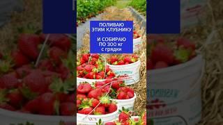 Поливаю этим клубнику и собираю тонны урожая #огород #сад #подкормка #урожай #дача #клубника