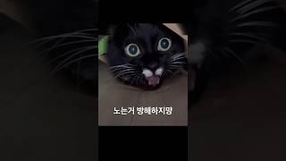 혼자서 잘 노는 #고양이 #코리안쇼트헤어 #이남탄