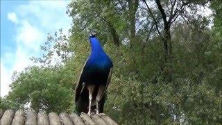 Hermosos Pavos reales azules cantando.Canto o sonido.