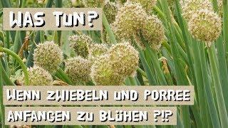 Soll man blühende Zwiebeln/Porree abschneiden?