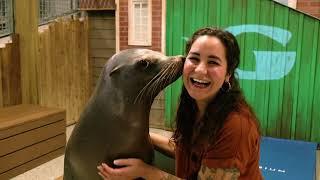 Sea Lion Encounter at Georgia Aquarium