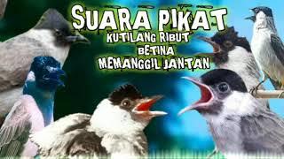 burung kutilang ribut betina memanggil kutilang jantan pikat ampuh kutilang liar paling jos