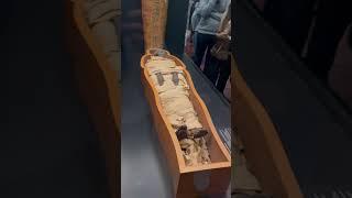 REAL Egyptian Mummy  #egyptianmuseum #ancientegypt #museum #ancient #history #old #mummification