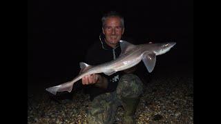 Smooth Hounds On Shoreham Beach