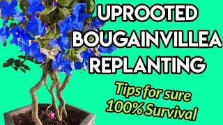 How to Plant Bougainvillea, Uprooted