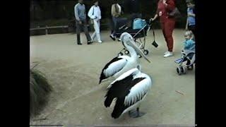 Melbourne Zoo 1989 part 2