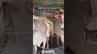 Sapi tanduk 3 Ngeri dan seremm 