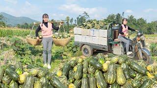 Use 3-Wheeled Truck To Harvest Lots Of Pumpkins Goes To Countryside Market Sell | Free Bushcraft