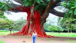 20 Most Unusual Trees in The World