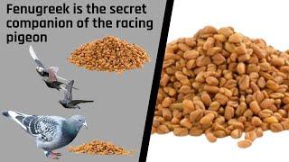 Fenugreek is the secret companion of the racing pigeon -   ENGLISH VERSION 