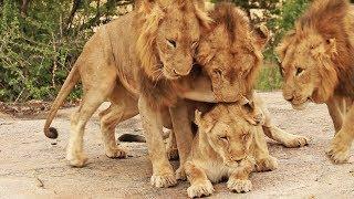 3 Male Lions Go For 1 Lioness!