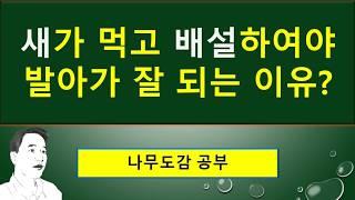 연필향나무 vs 향나무 이렇게 달라요 : 새가 먹고 배설을 해 주어야 발아가 되는 이유? : 이 나무로 만든 연필이 최고!