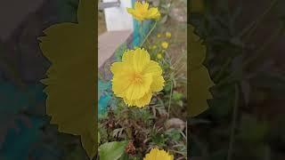 flower#love #https://www.youtube.com/@All.technical-a2z