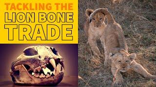 Combatting the illegal trade in African Lion body parts