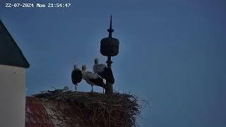 Livestream von Ferienhaus Meyer - Storchencam