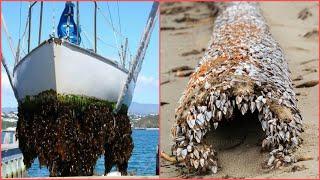 INCREDIBLE AND INGENIOUS Barnacles Removing From Ship.-SATISFYING Barnacles Removing Proces.[3].
