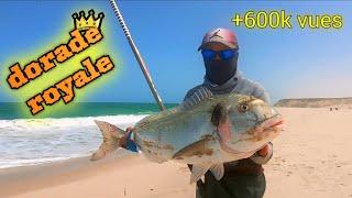 طريقة جديدة لصطياد أكبر أسماك الدوراد catch the largest dorrad fish