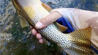 Fly Fishing Utah:  Fish Addiction