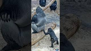 Adorable Gorilla Son & Dad: A Heartwarming Bond