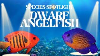 All about the Dwarf Angelfish | Species Spotlight Series #4