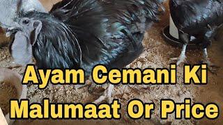 Ayam Cemani Ki Khasoosiyat, Ayam Cemani Price in Pakistan, Ayam Cemani Eggs and Meat