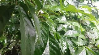 Sri Lanka Rain on Trees Relaxation Video | Rain Sri Lanka | Rain Relaxation Video