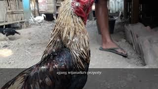 Berbagi cerita tentang ayam birma rembong dan gostan secara fisik dan gaya, hobby ayam mangon