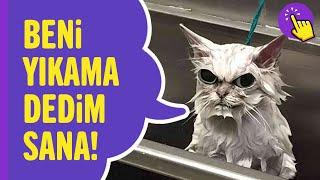 Kediler Hakkında 10 Yanlış Bilgi | Hayvanlar Alemi - Aklında Olsun