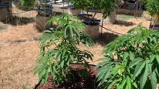 Growing cannabis from seed outdoors