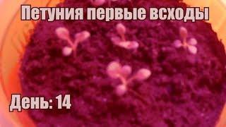 Петуния на снег. Посадка 15 января