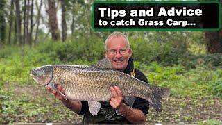 Grass Carp - Tips and Advice