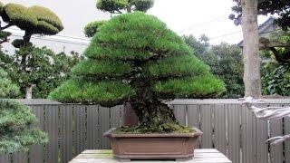 Kimura's Bonsai garden