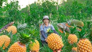 Harvesting Pineapple to the Market to Sell! Stalking monster | Lucia's daily life