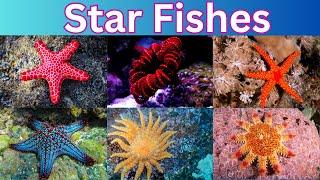 Starfish  | 60 Starfish Names  | The Sea Star