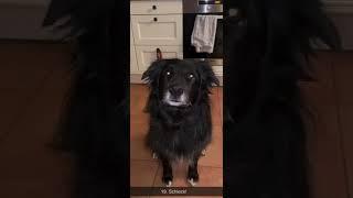Hundetraining -  Trickdogging - 30 Tricks in 3 Minuten - Sabine Pries - TeamEinander