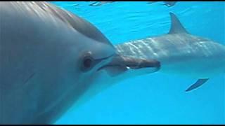 Pamela Leigh Richards with Dolphins in the Red Sea Egypt