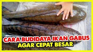 CARA BUDIDAYA IKAN GABUS AGAR CEPAT BESAR